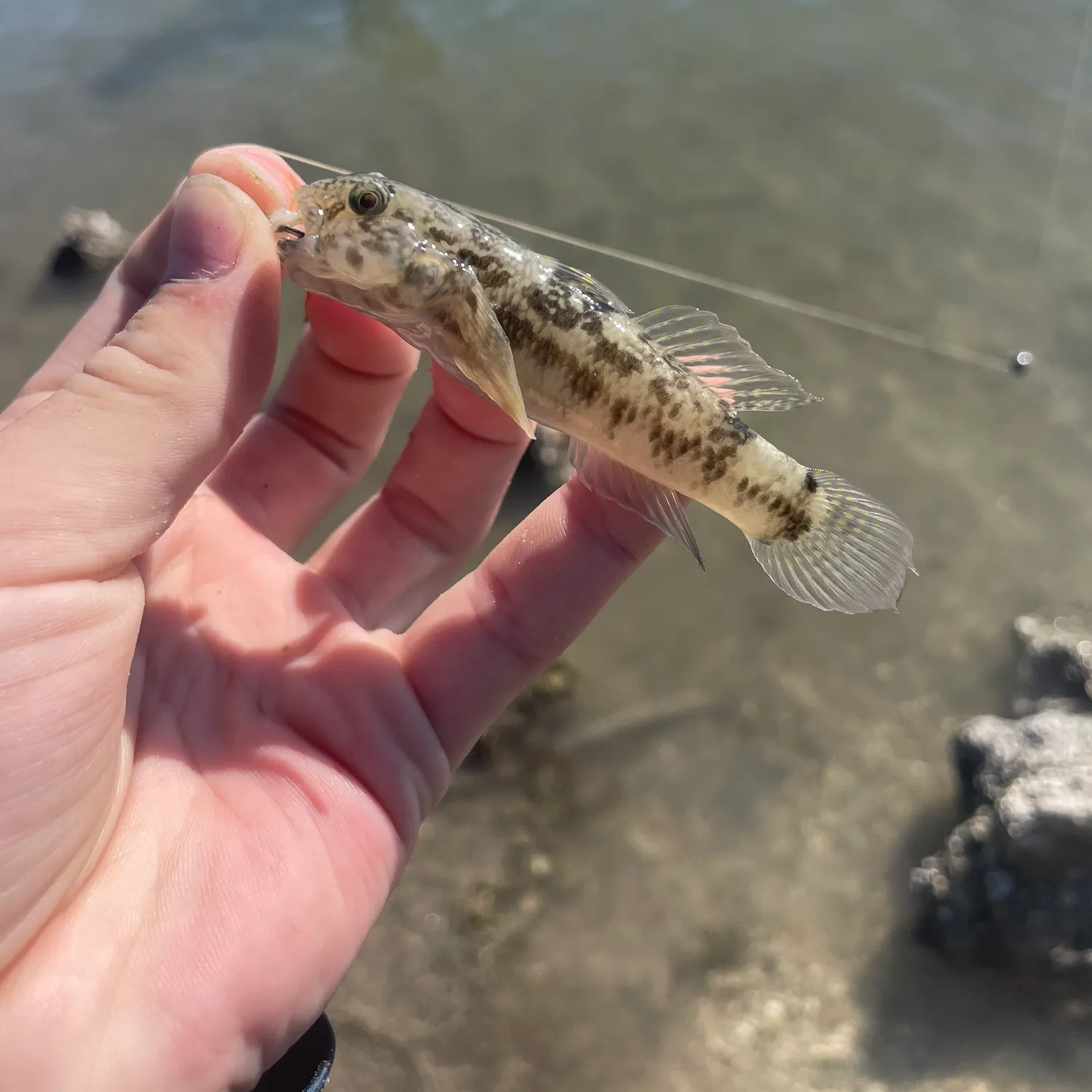 The most recent Round goby catches on Fishbrain