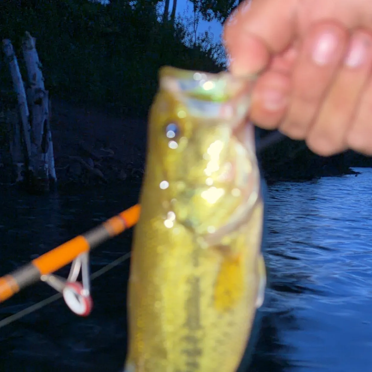 Largemouth bass caught on Fishbrain