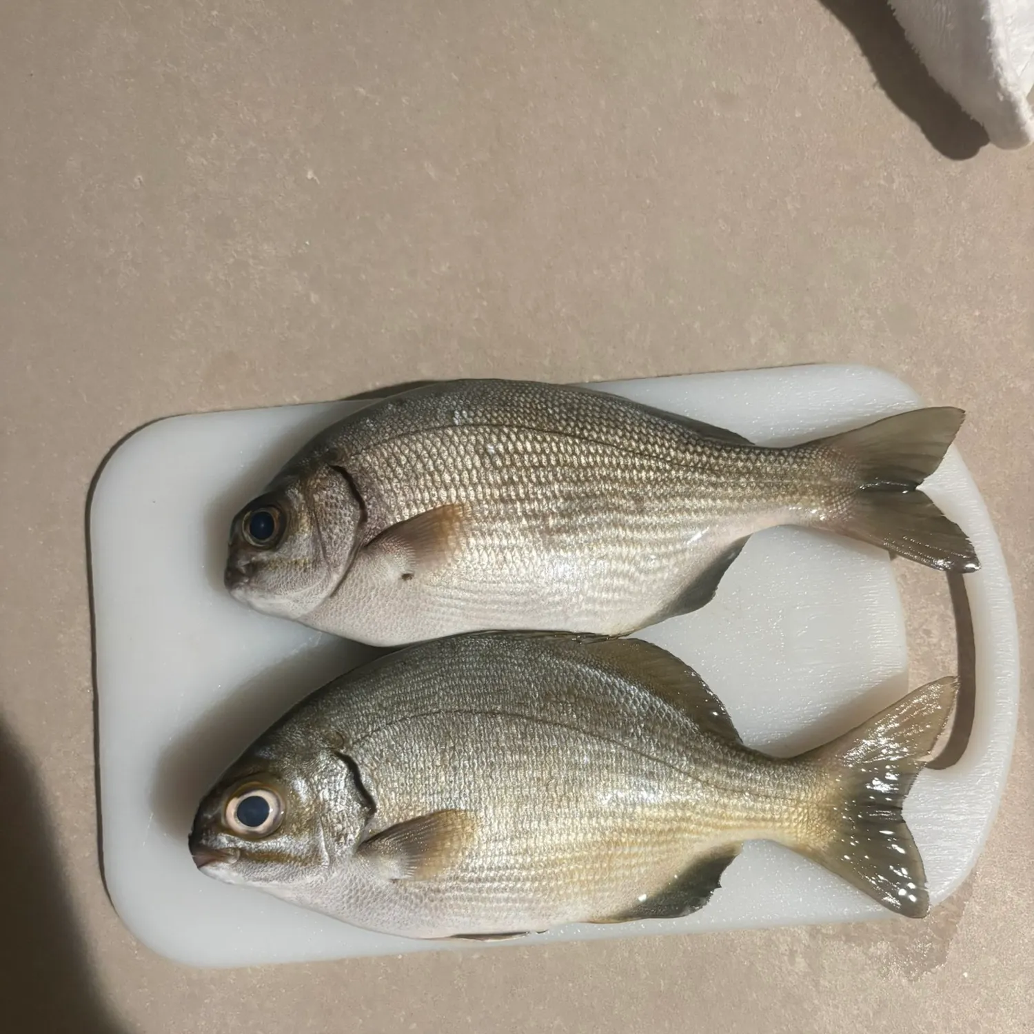 The most recent Brassy chub catches on Fishbrain