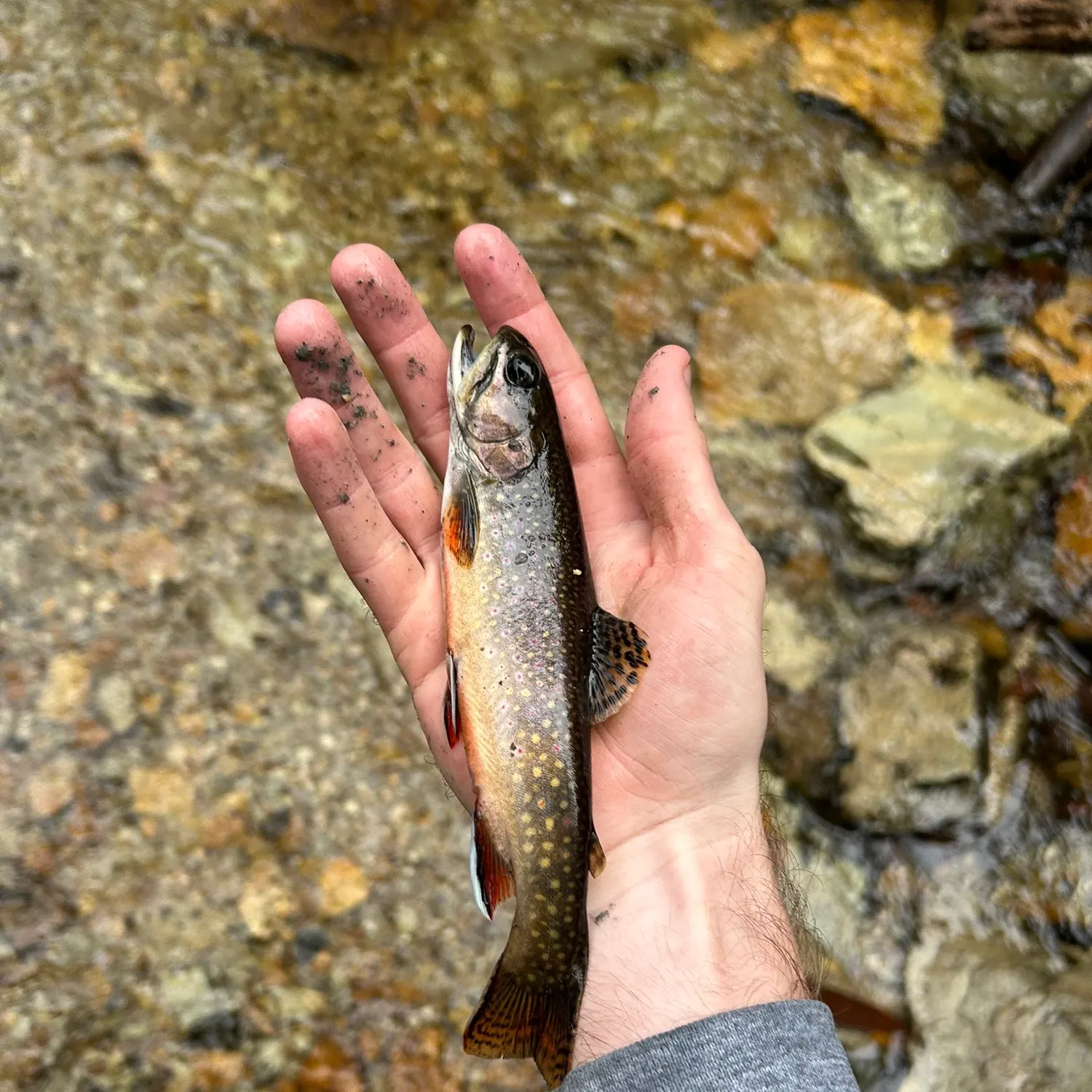 Brook trout caught on Fishbrain