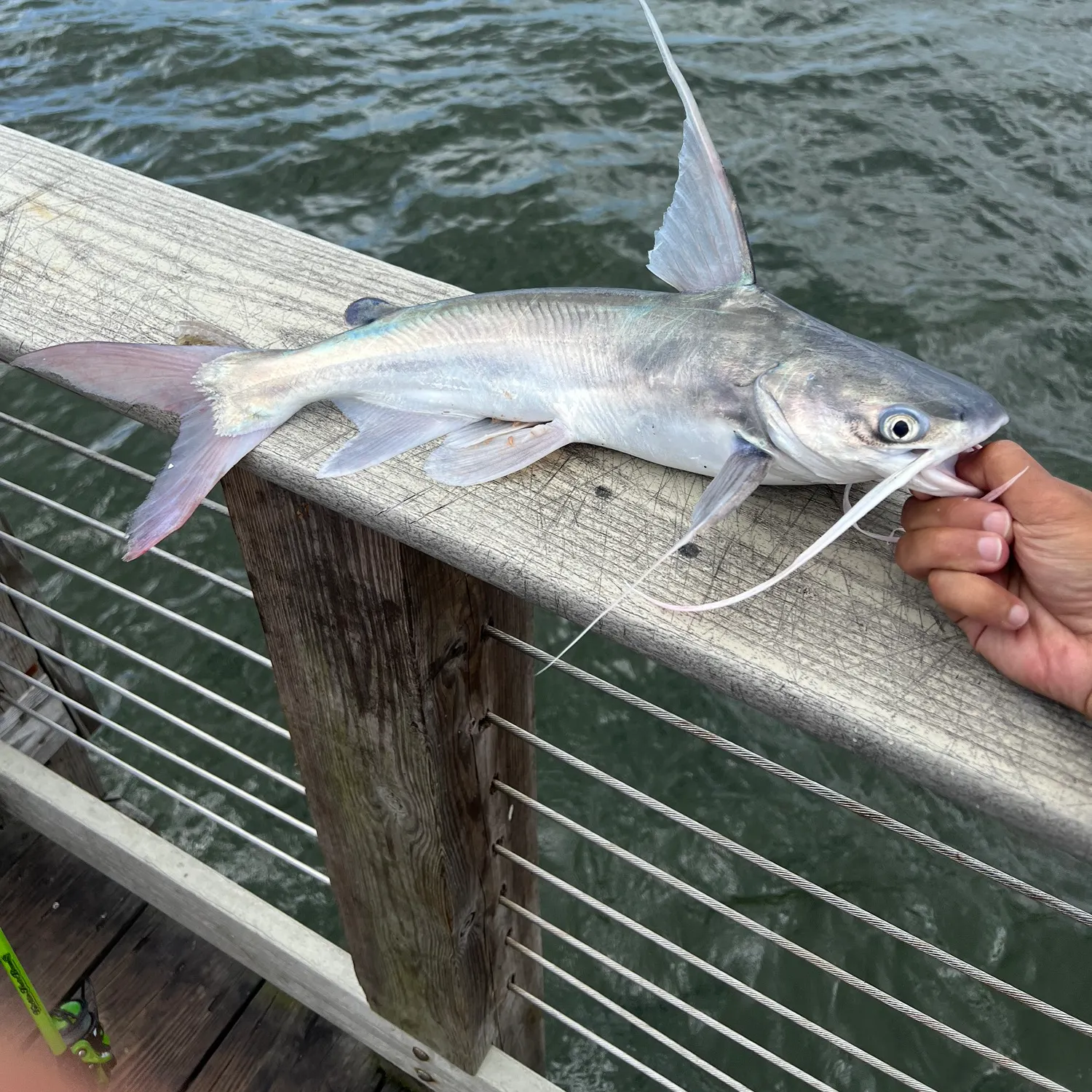 Gafftopsail sea catfish caught on Fishbrain