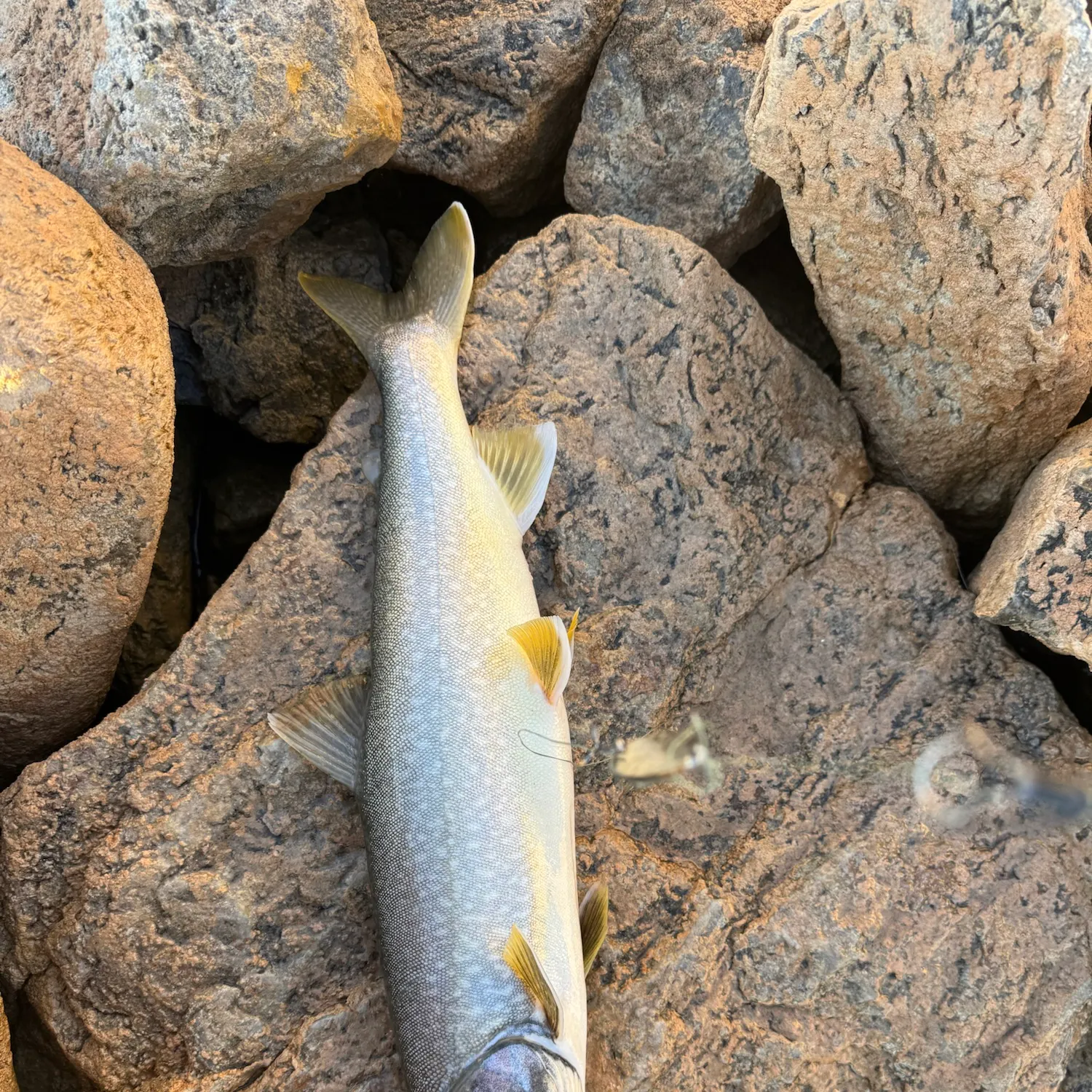 Lake char caught on Fishbrain