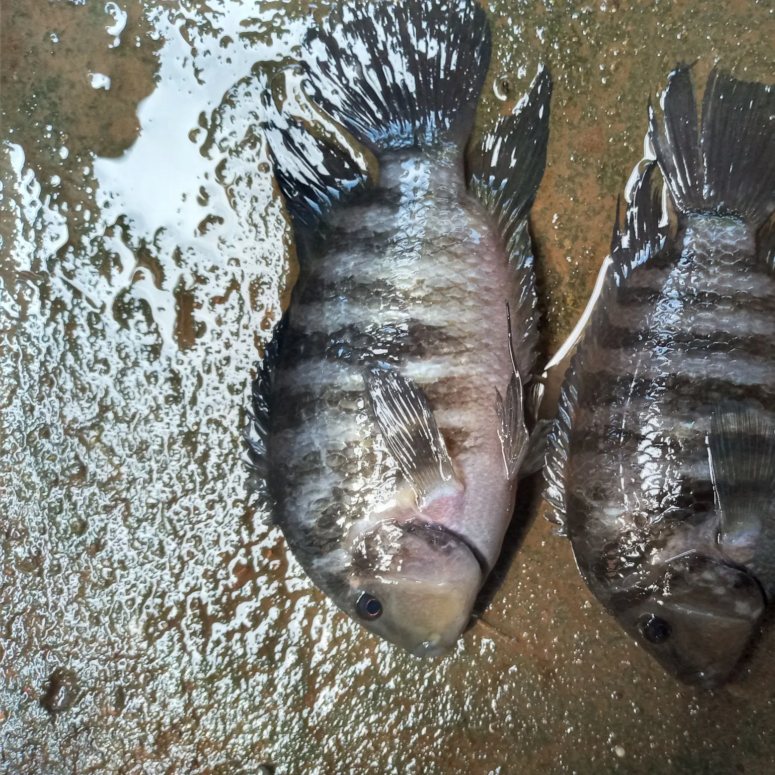 angler catch