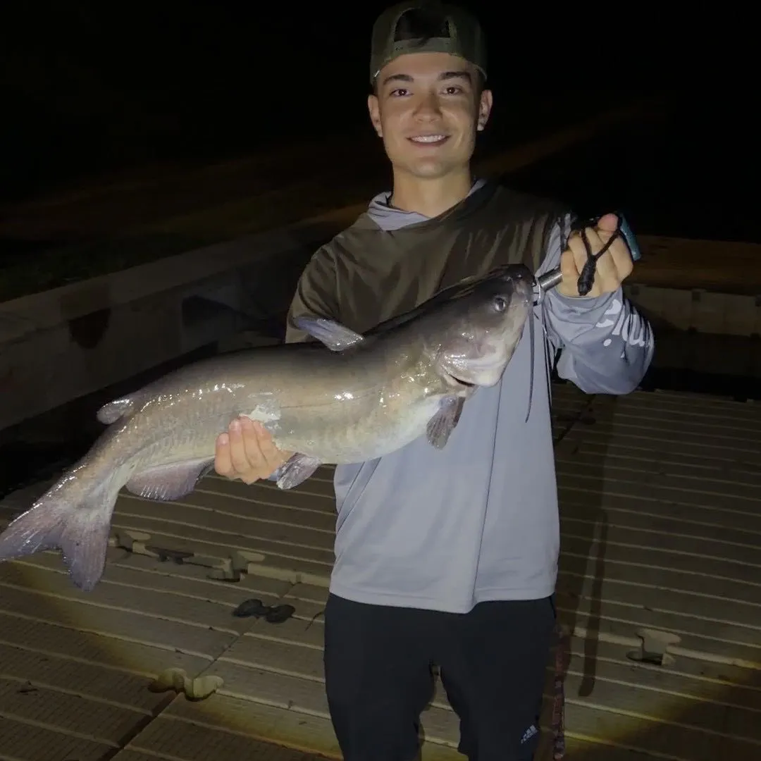Channel catfish caught on Fishbrain