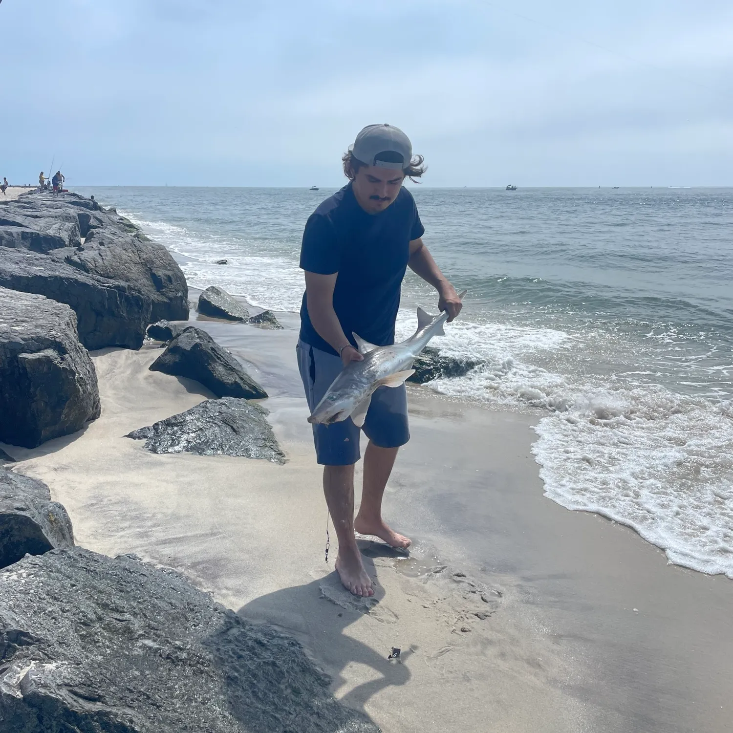 The most recent Starspotted smooth-hound catches on Fishbrain