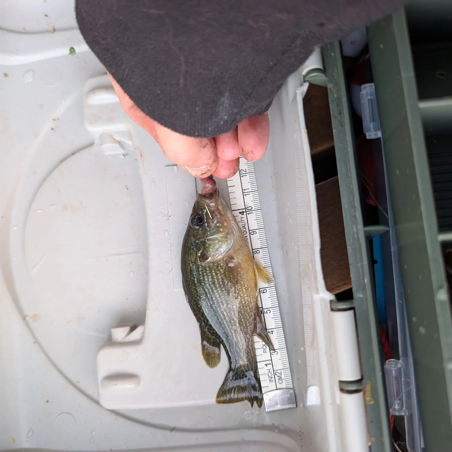 Green sunfish caught on Fishbrain