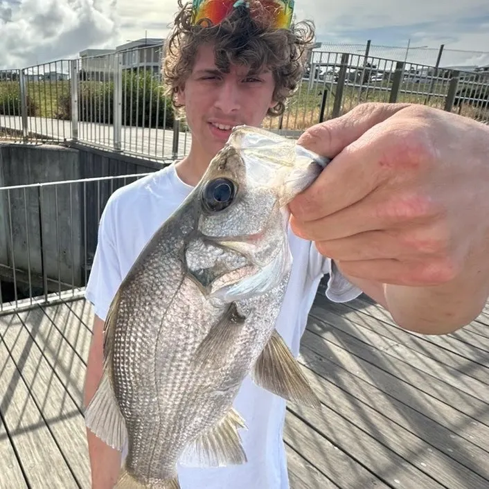 The most recent Estuary perch catches on Fishbrain