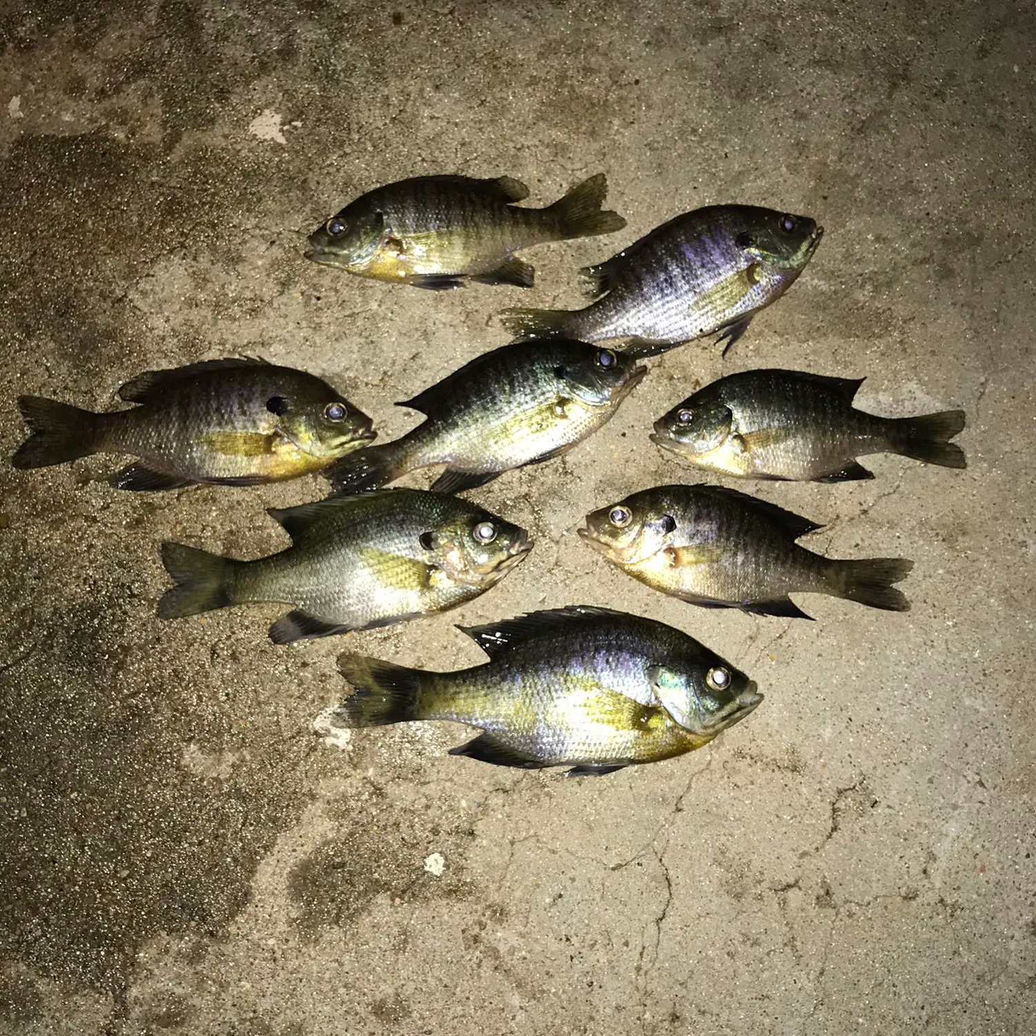 recently logged catches