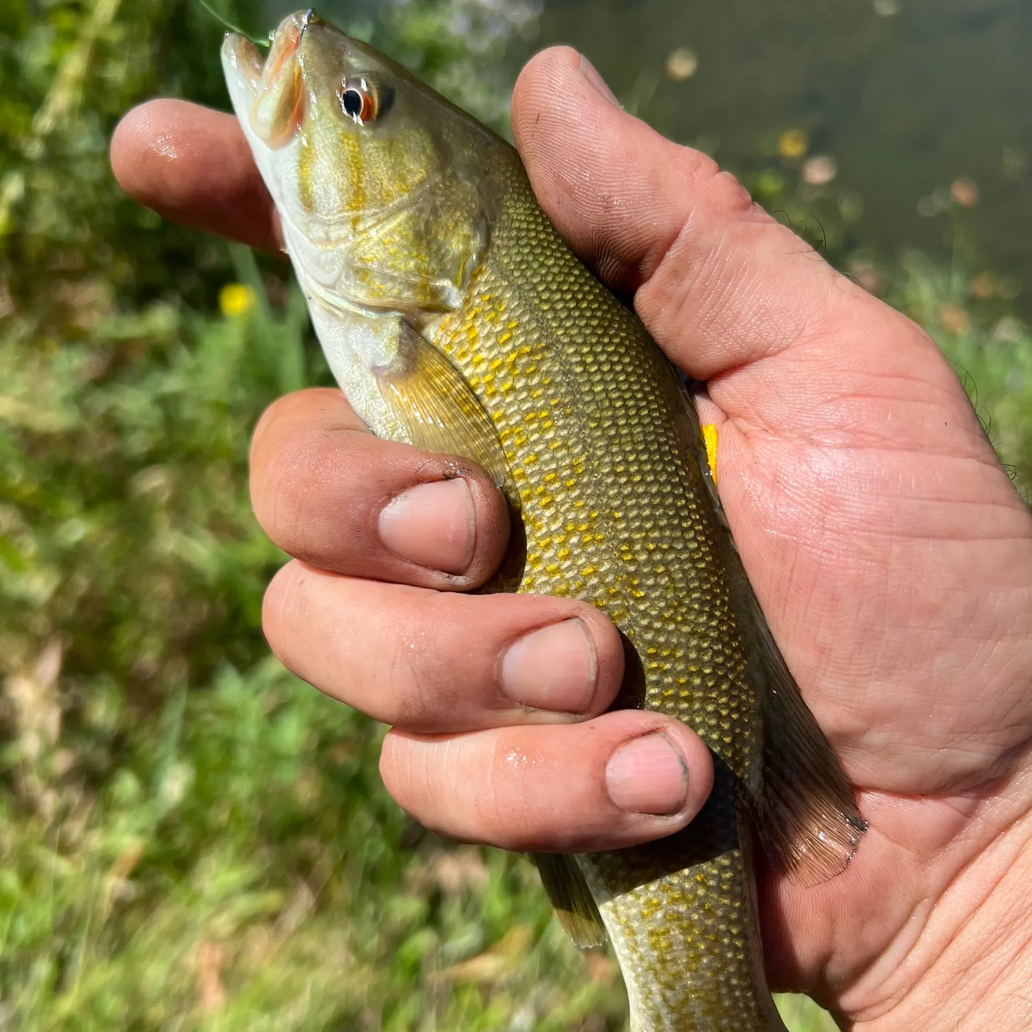 Smallmouth bass caught on Fishbrain