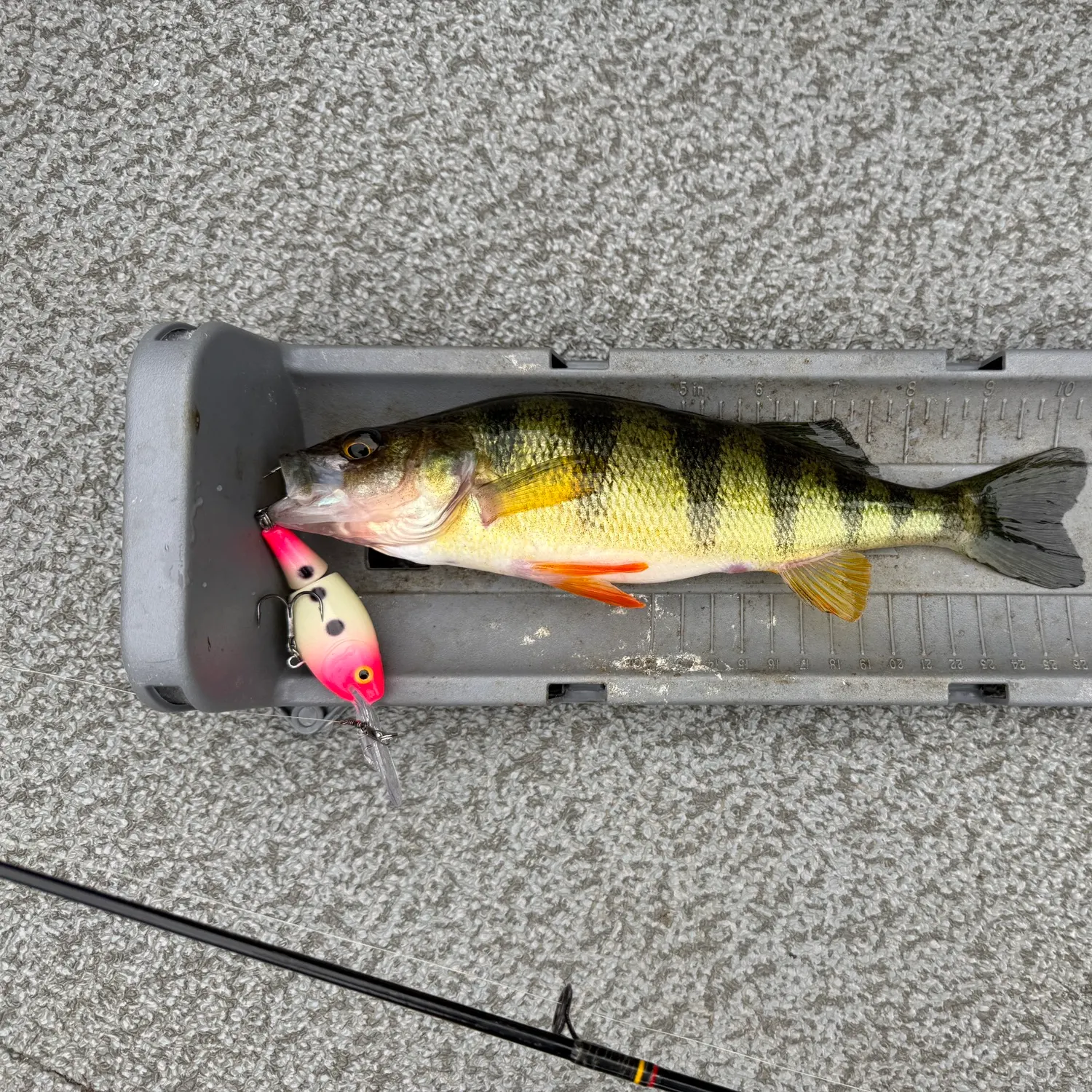 Yellow perch caught on Fishbrain