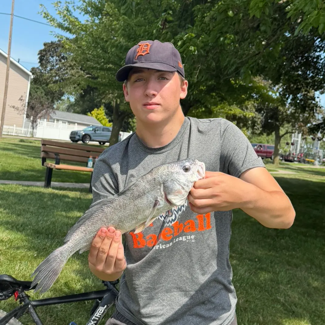 Freshwater drum caught on Fishbrain