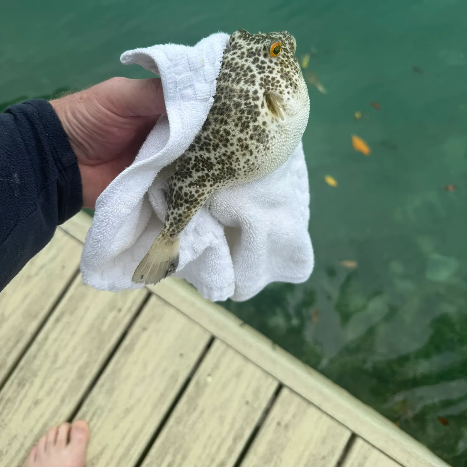 Southern puffer caught on Fishbrain