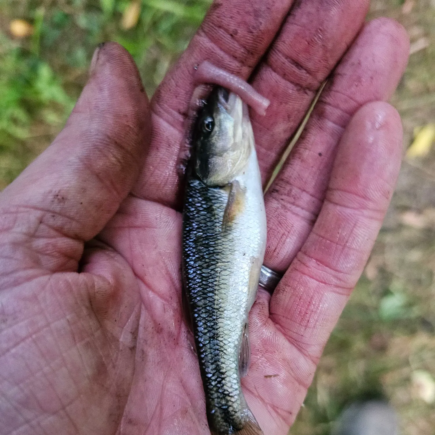 The most recent Creek chub catches on Fishbrain