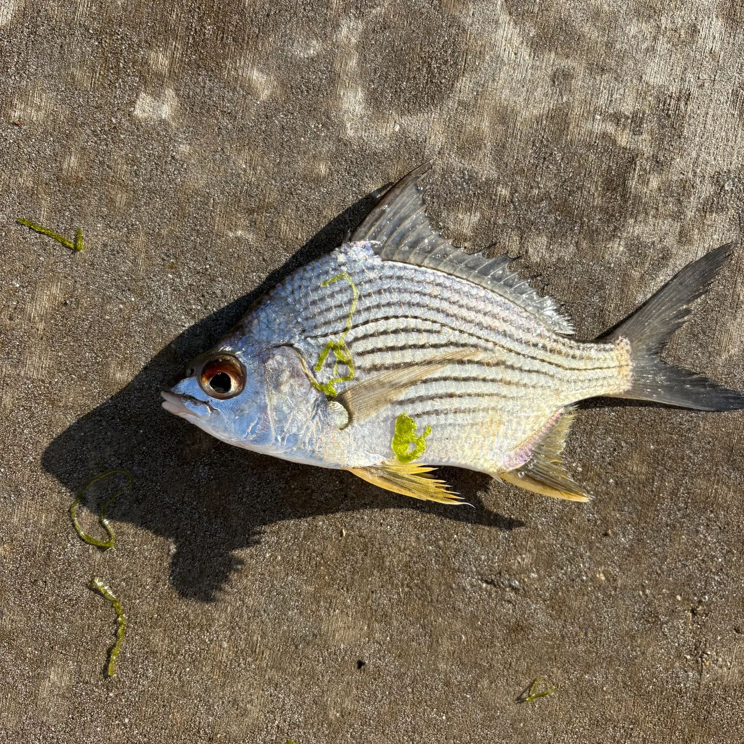 recently logged catches