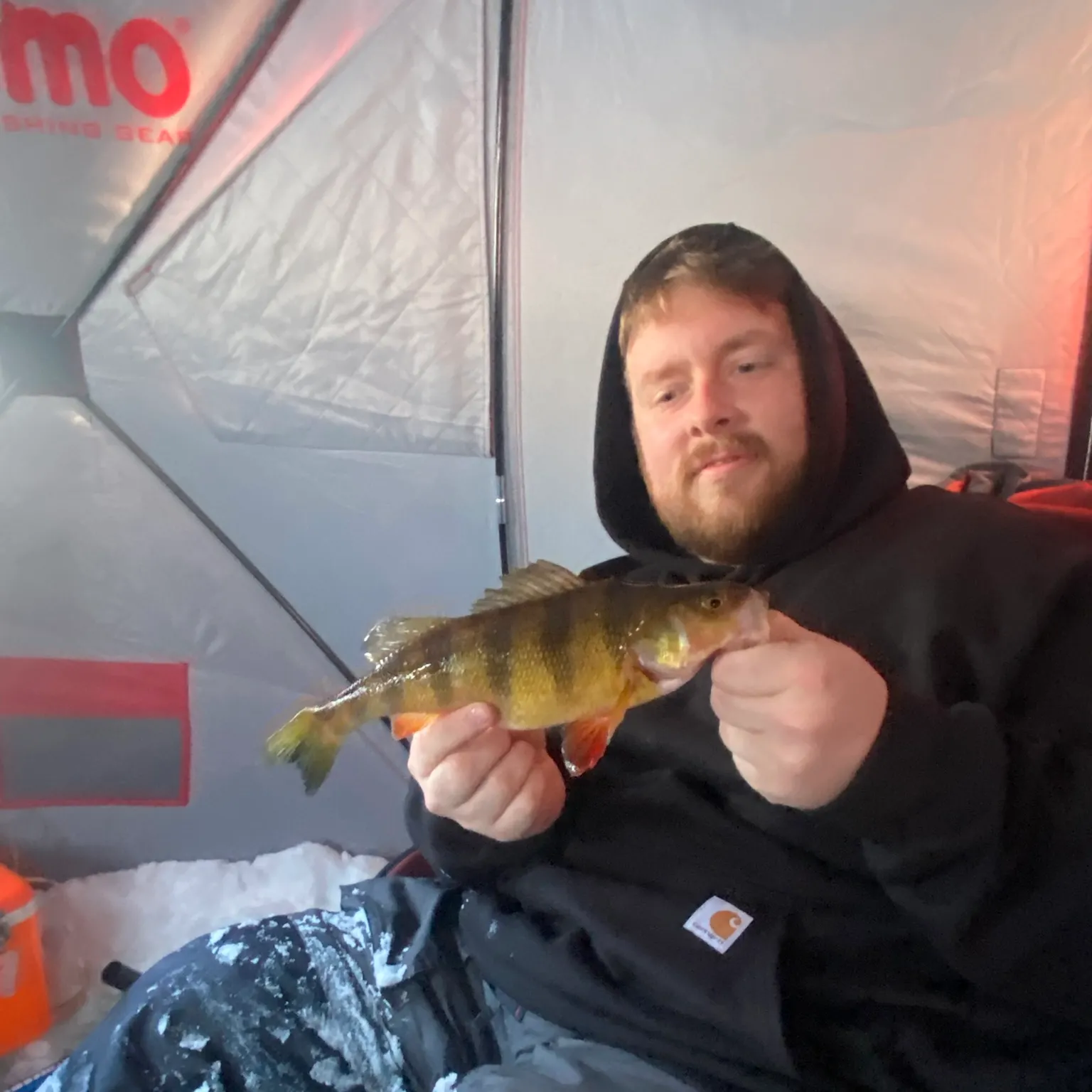 The most recent Yellow perch catches on Fishbrain