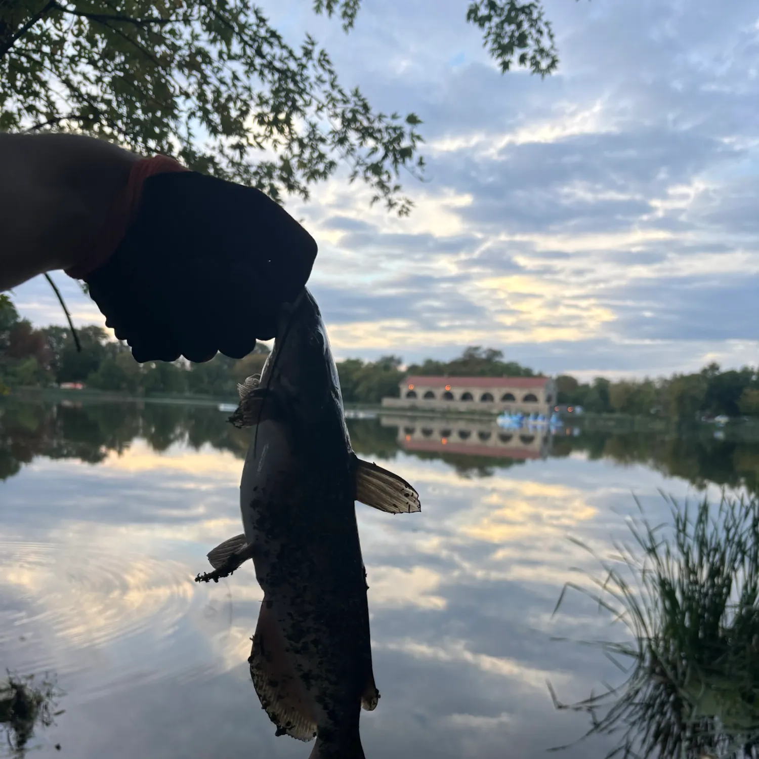 Channel catfish caught on Fishbrain