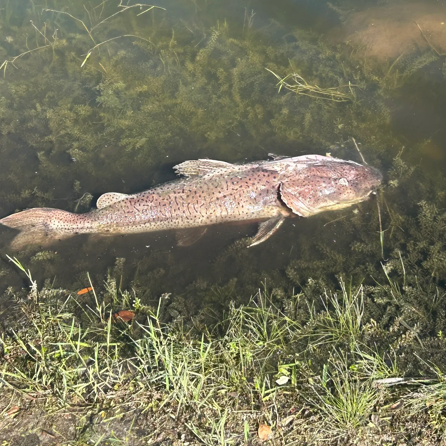 The most recent Redtail catfish catches on Fishbrain