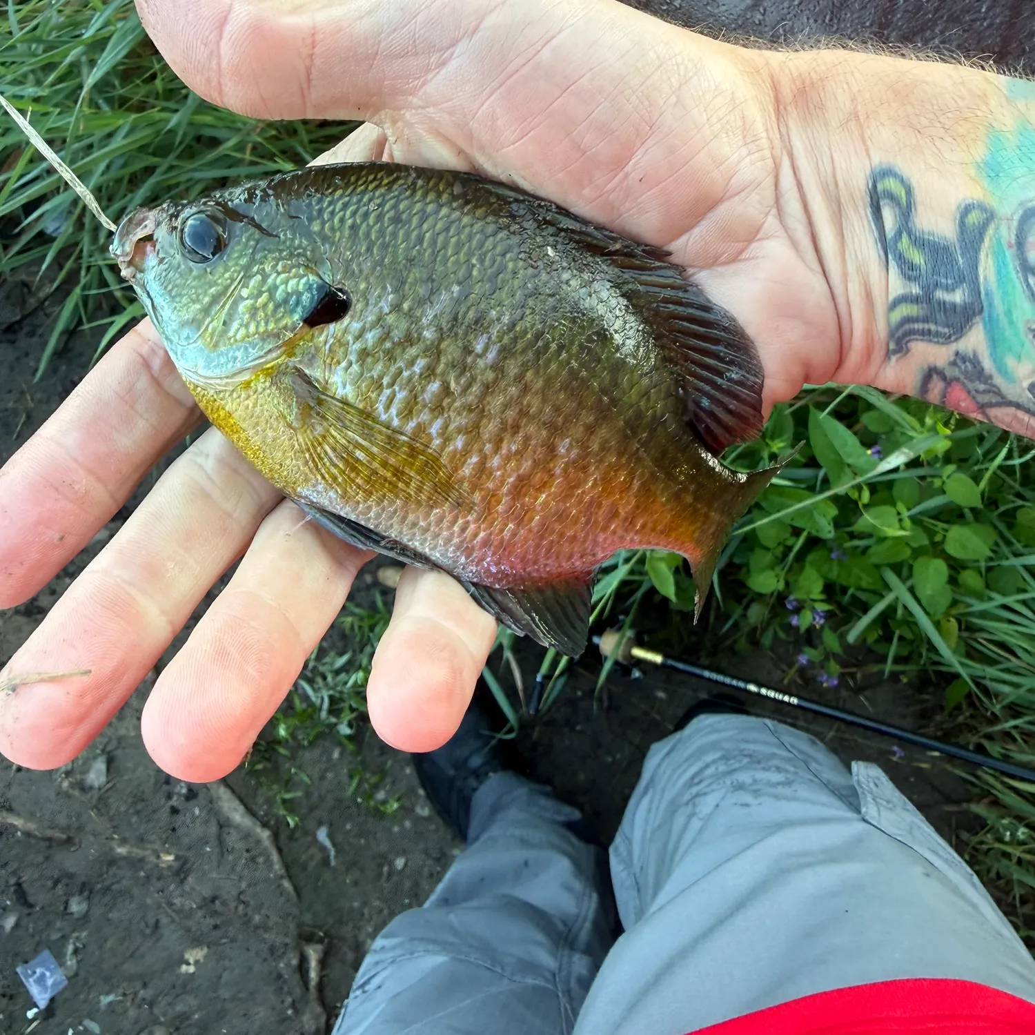 Bluegill caught on Fishbrain