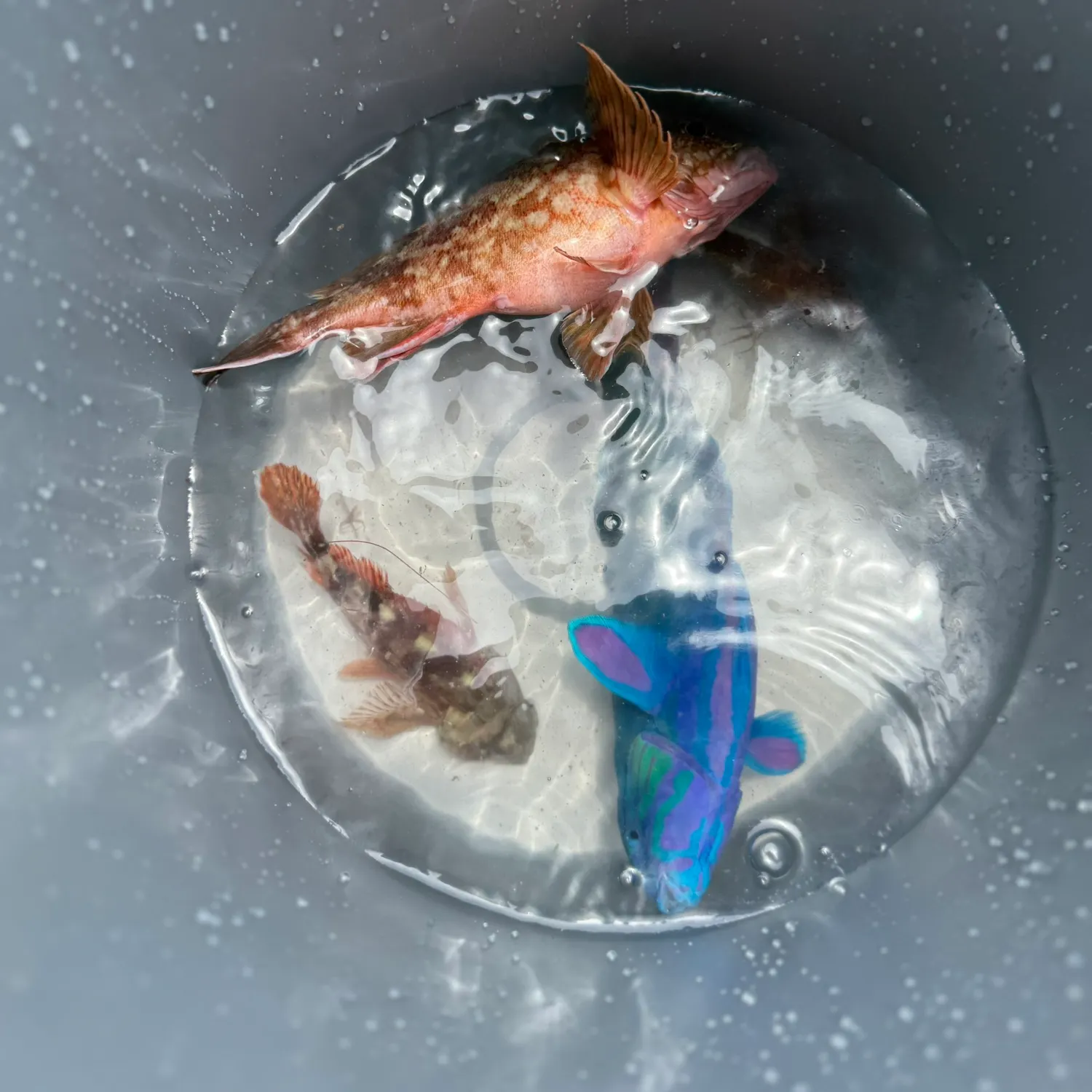 The most recent Marbled Rockfish catches on Fishbrain