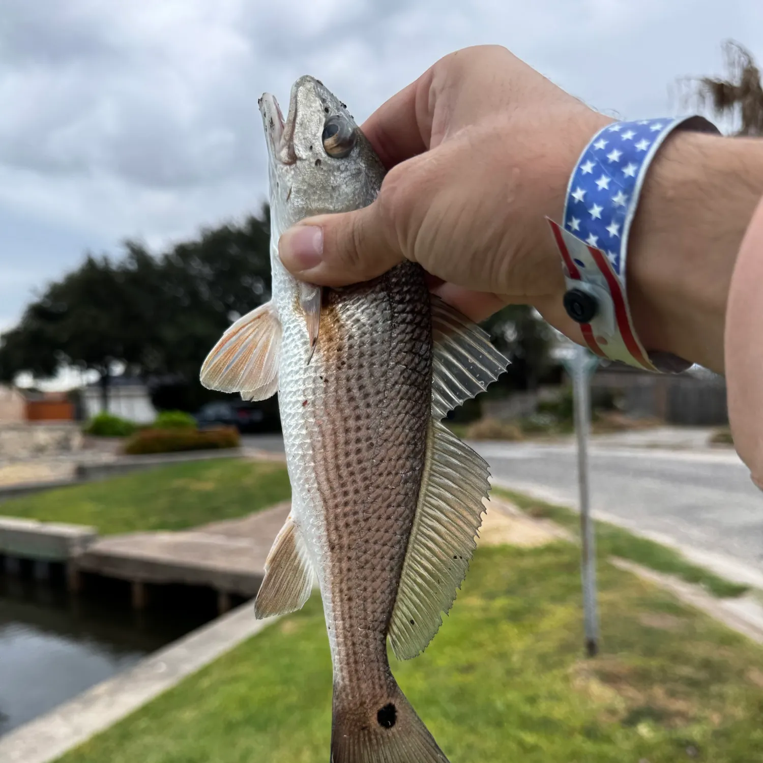 Red drum caught on Fishbrain