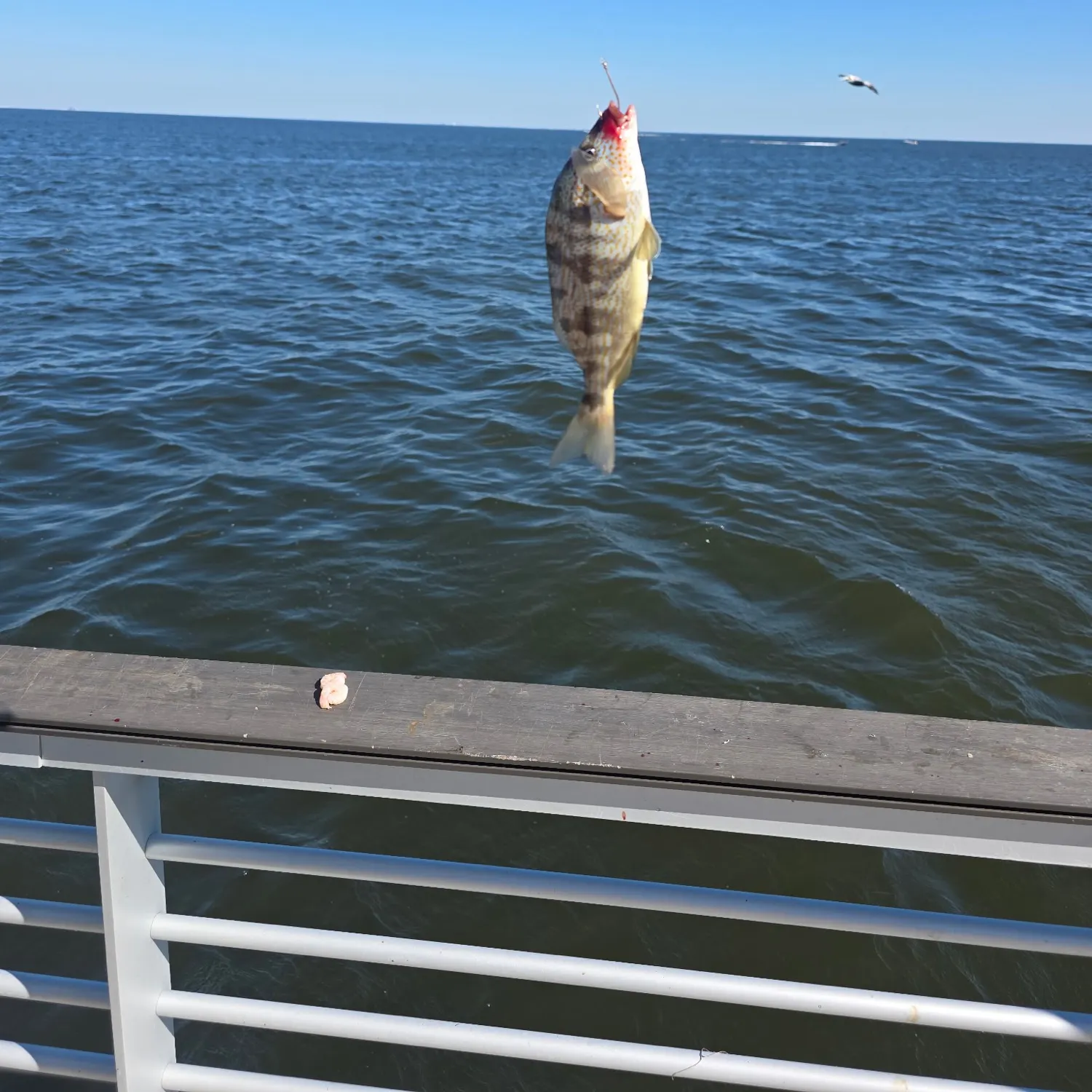 Sheepshead caught on Fishbrain
