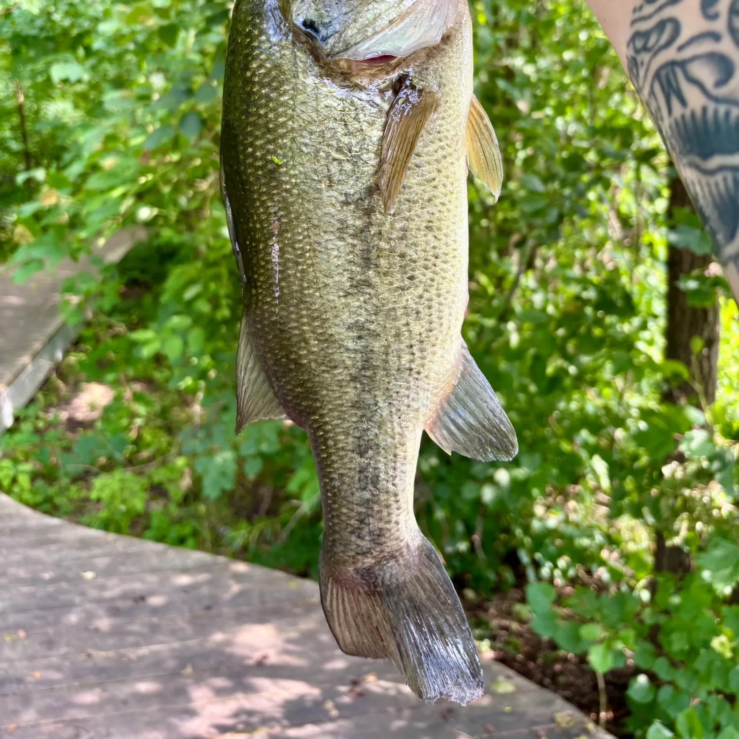 recently logged catches