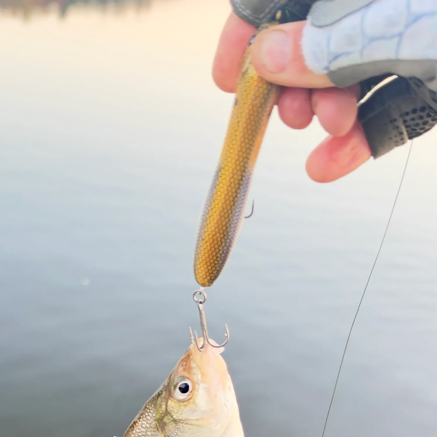 White perch caught on Fishbrain