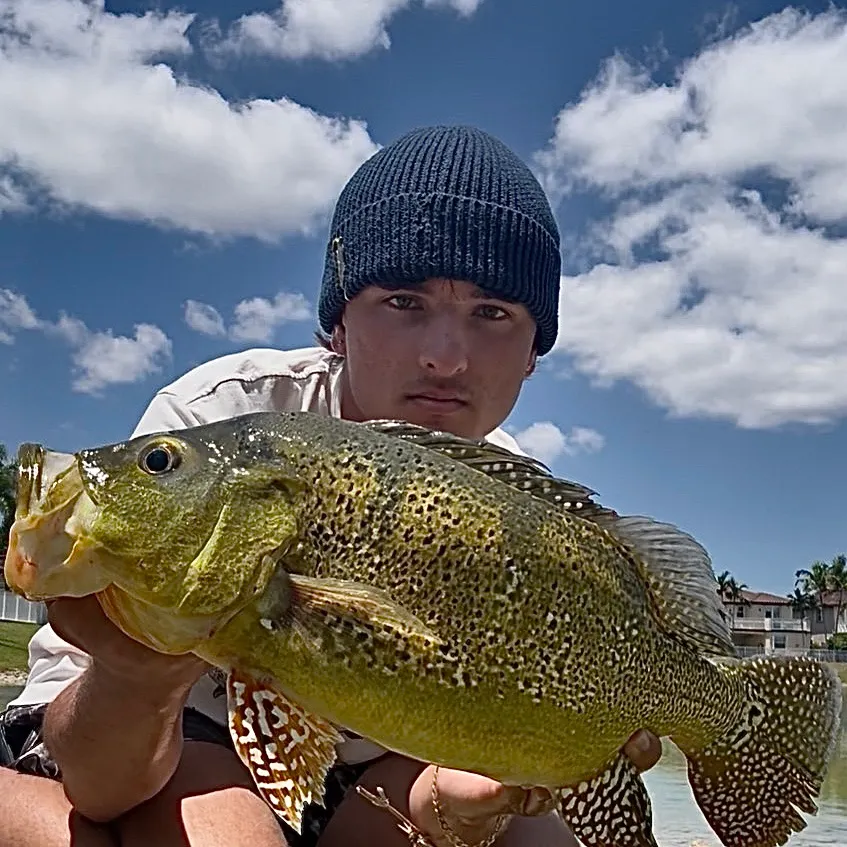 The most recent Kelberi peacock bass catches on Fishbrain