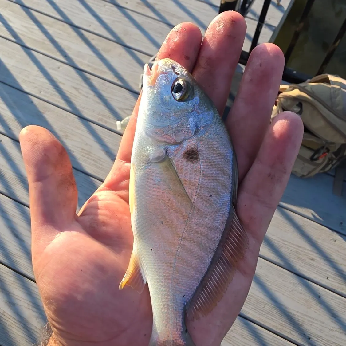 Spot croaker caught on Fishbrain