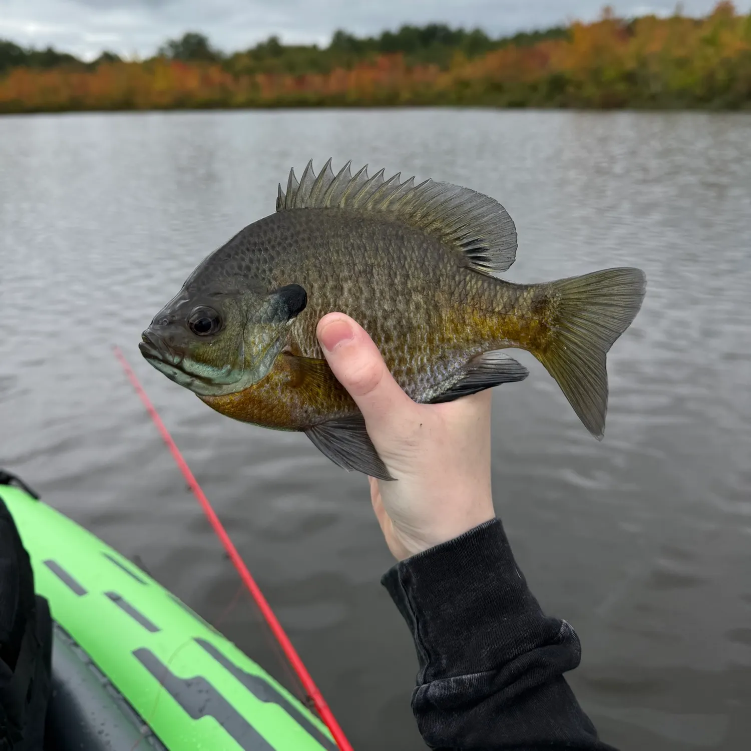 Bluegill caught on Fishbrain