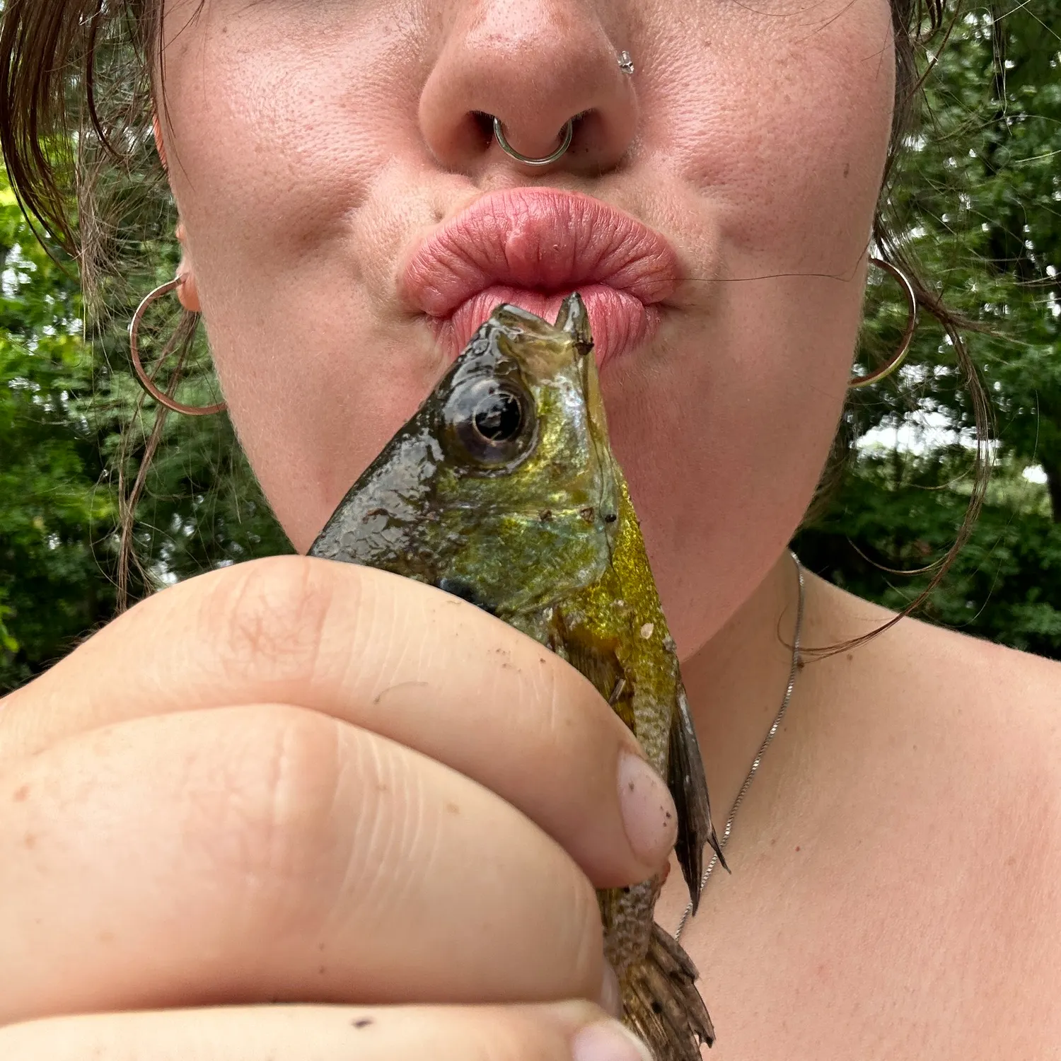 Bluegill caught on Fishbrain