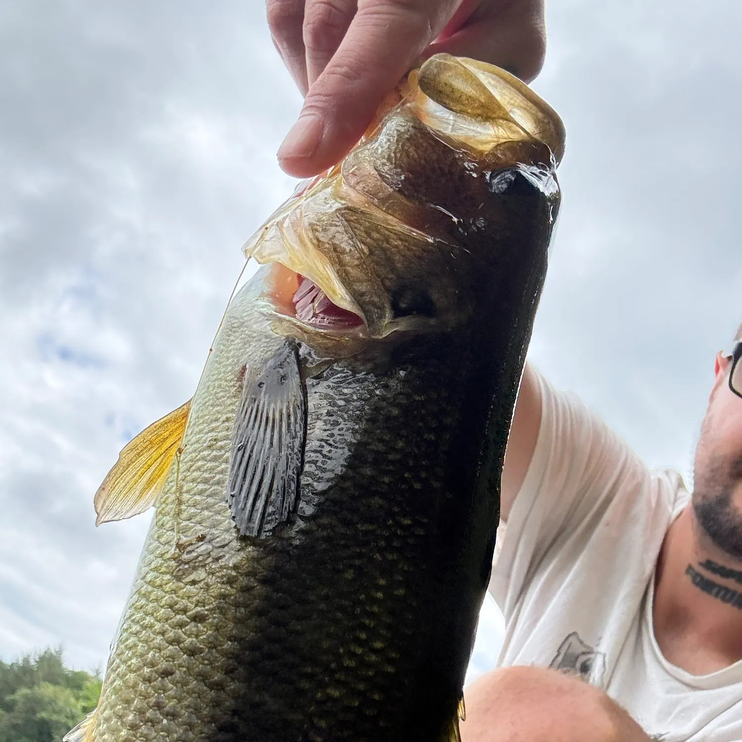 Largemouth bass caught on Fishbrain