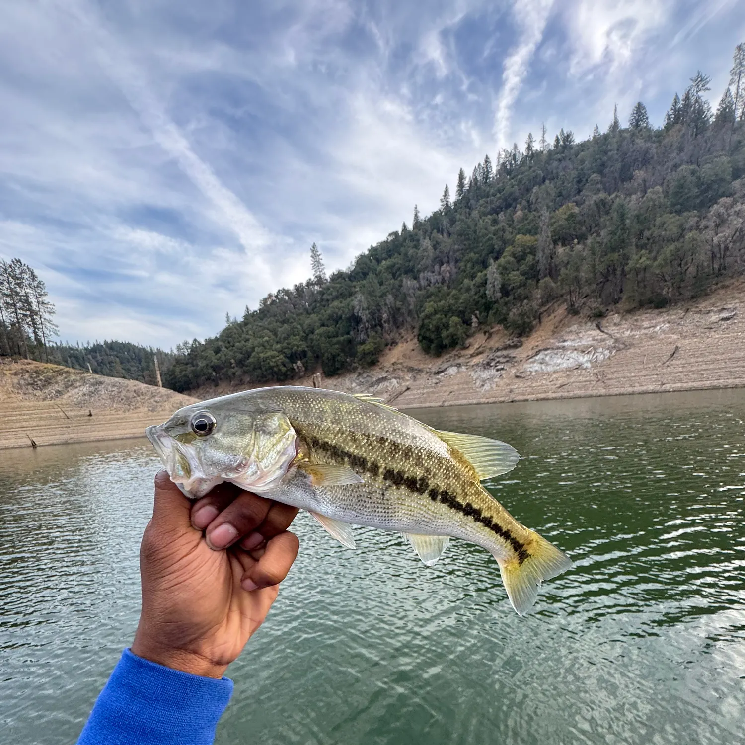 Spotted bass caught on Fishbrain