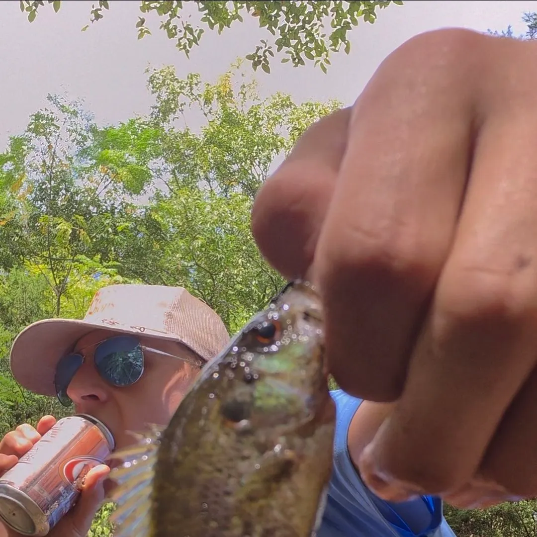 Warmouth caught on Fishbrain