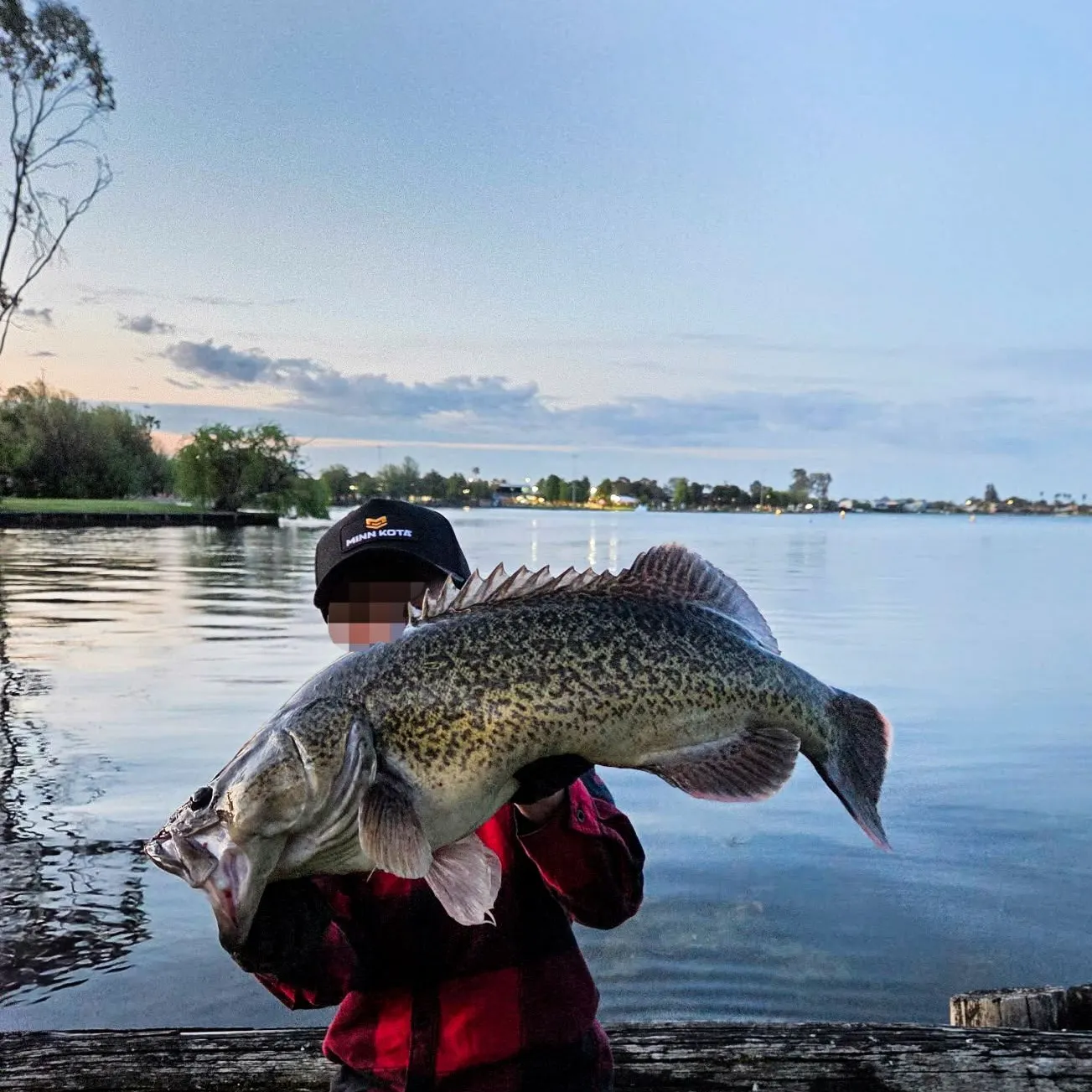 Murray cod caught on Fishbrain