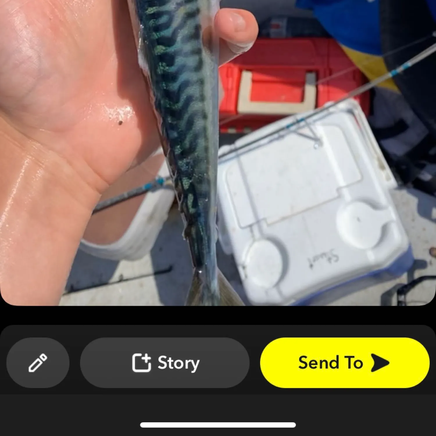 recently logged catches