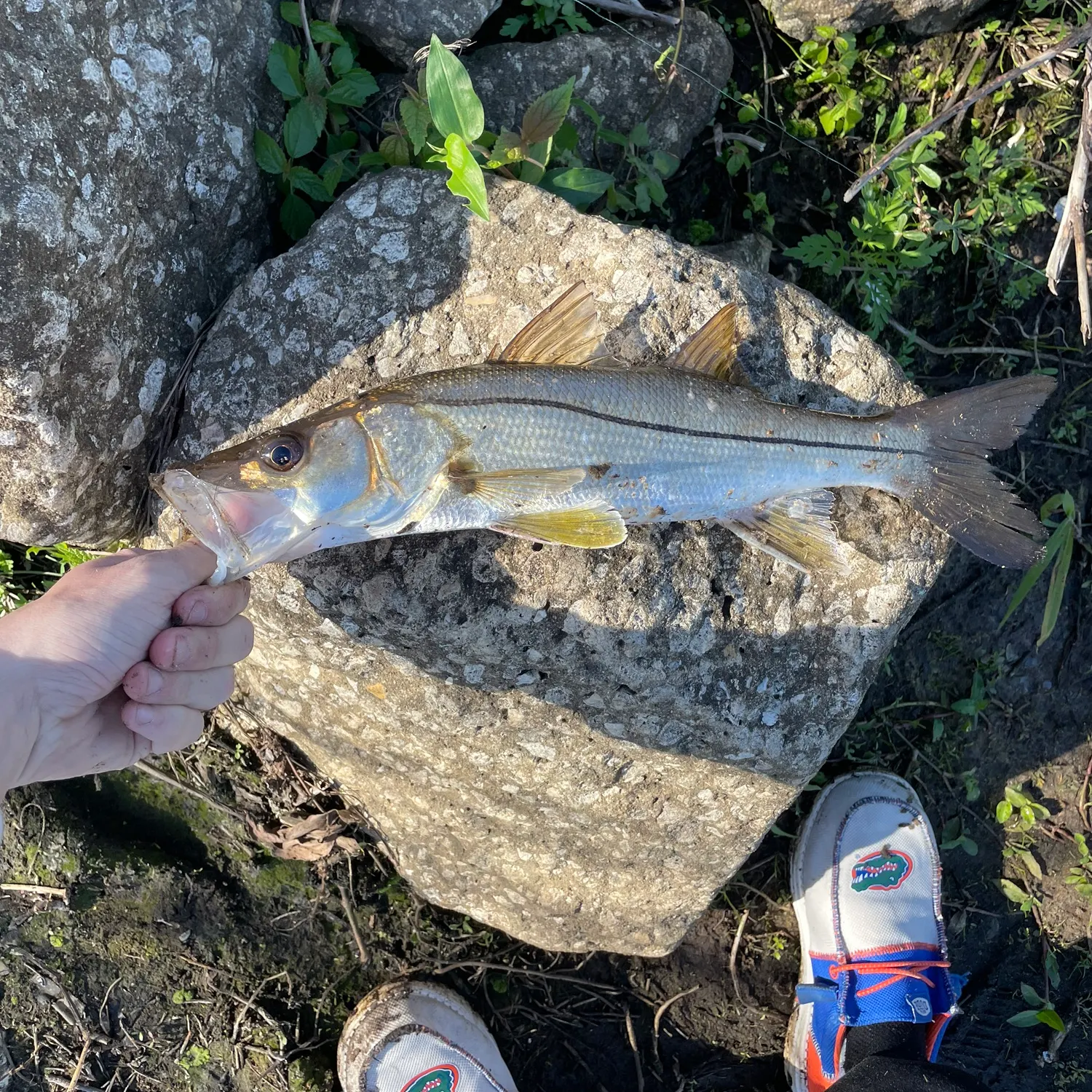 The most recent Common snook catches on Fishbrain