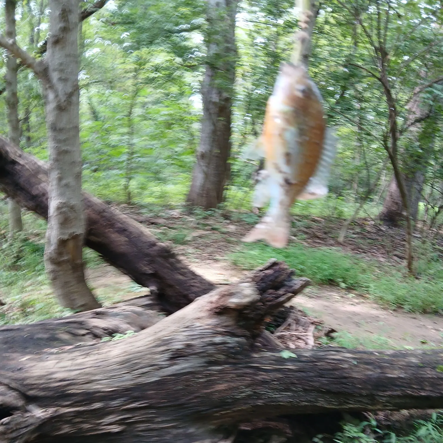 Redbreast sunfish caught on Fishbrain