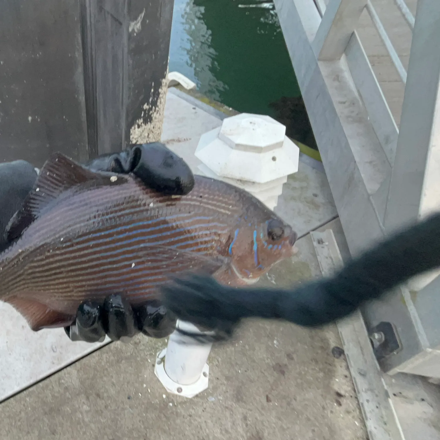 The most recent Striped seaperch catches on Fishbrain