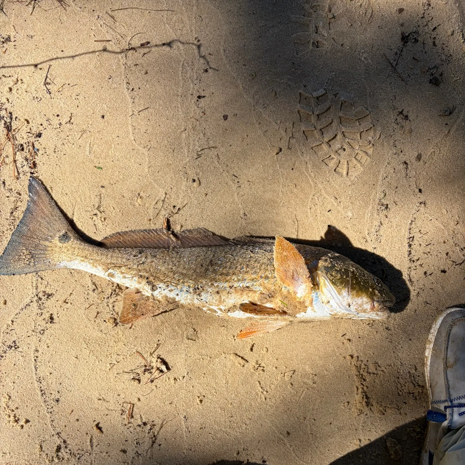 Red drum caught on Fishbrain