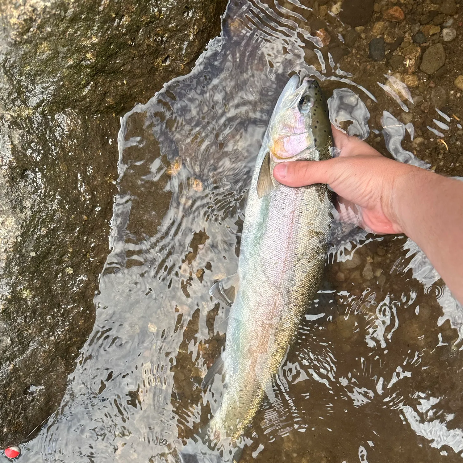 Rainbow trout caught on Fishbrain