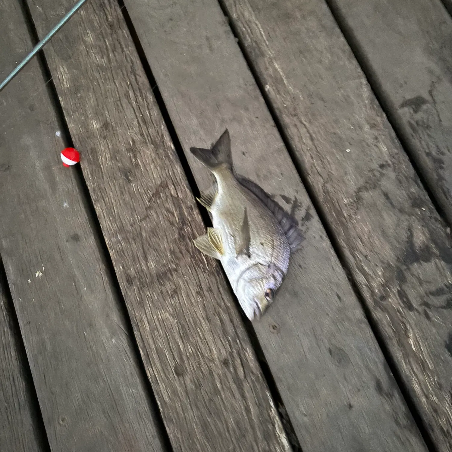 The most recent Southern black bream catches on Fishbrain