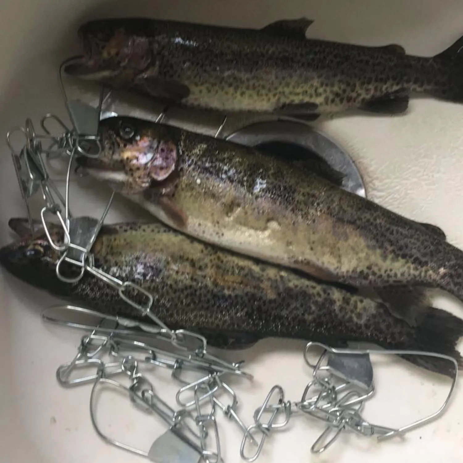 recently logged catches