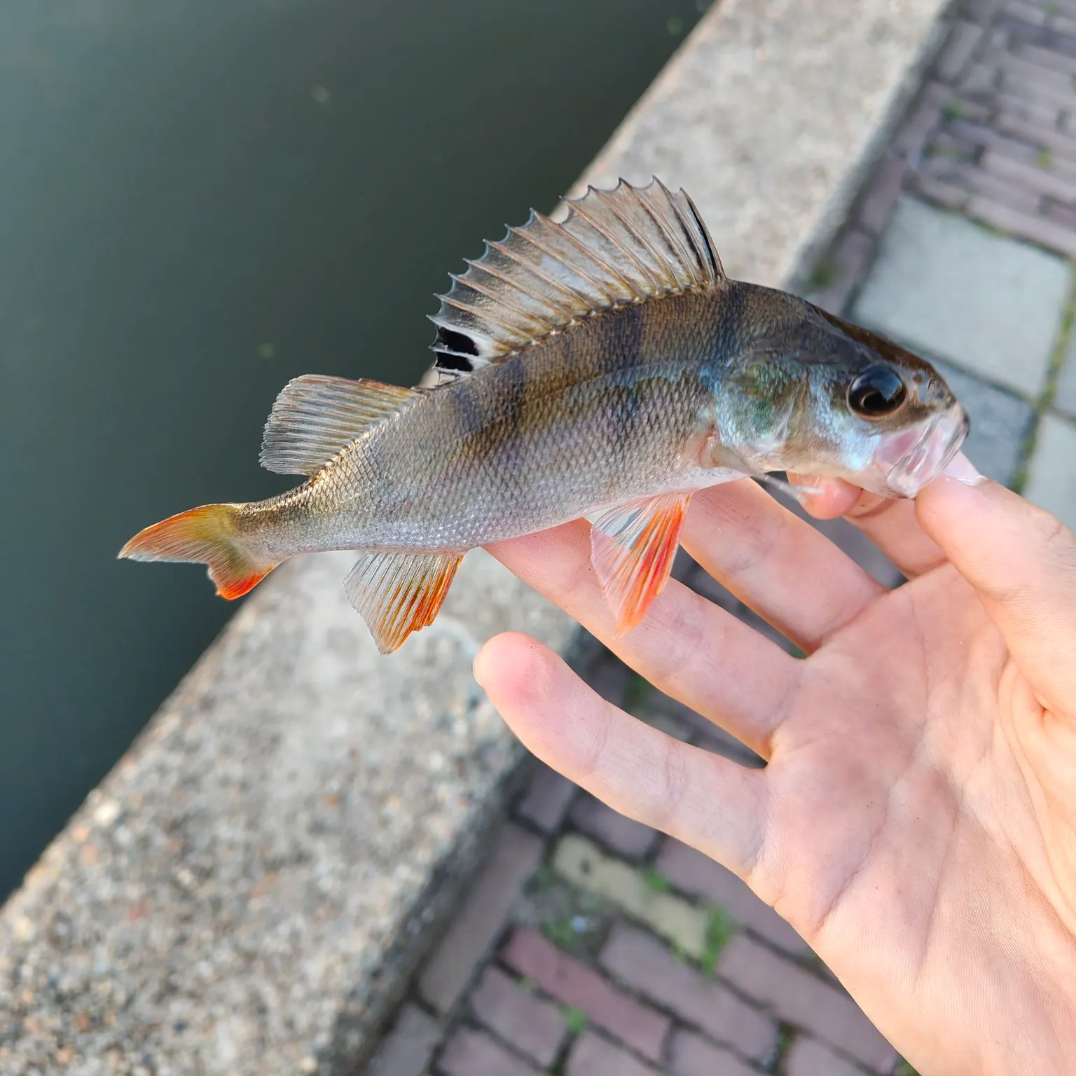 European perch caught on Fishbrain