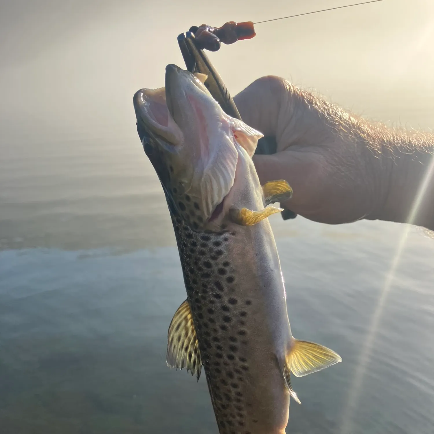 Brown trout caught on Fishbrain