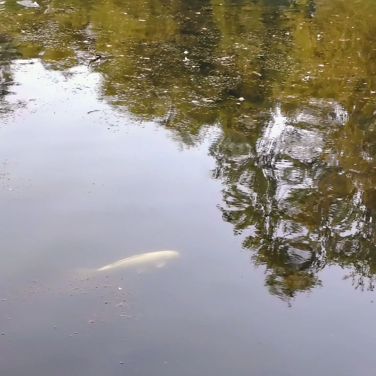 The most recent Ghost carp catches on Fishbrain