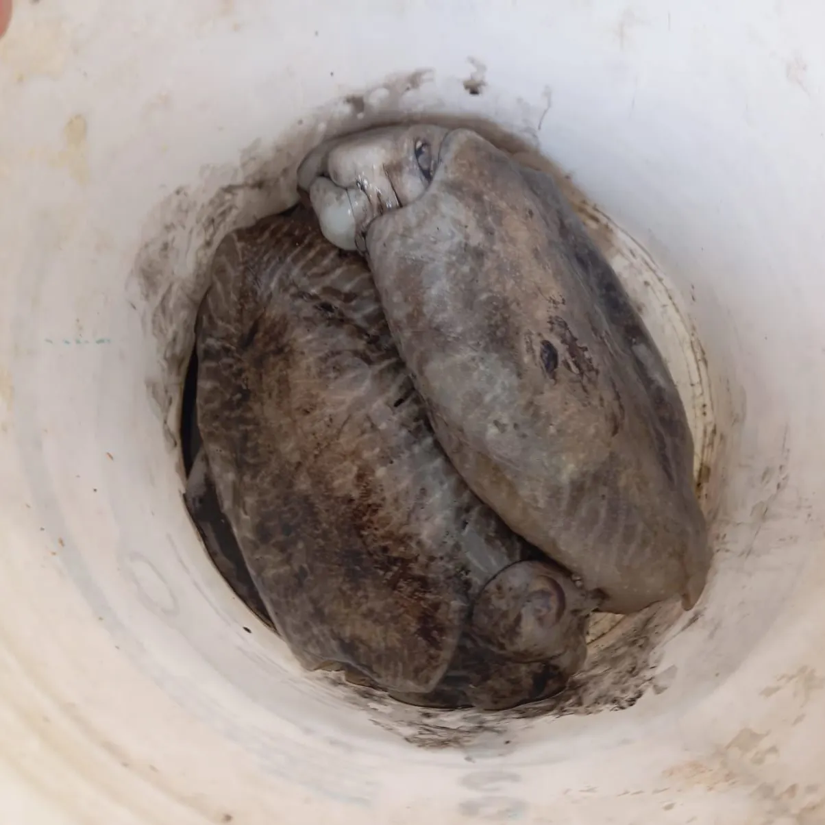 The most recent Common cuttlefish catches on Fishbrain