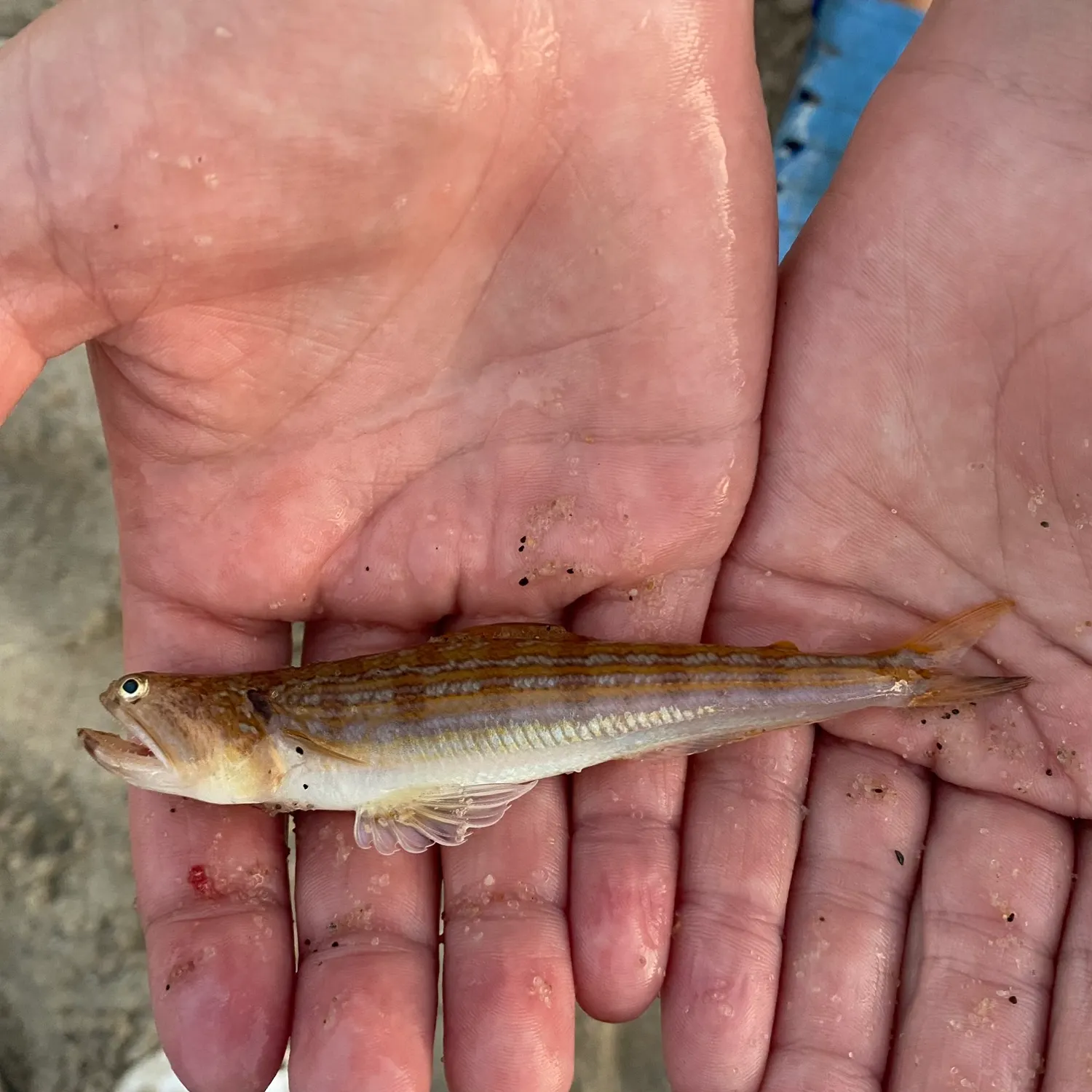 The most recent Snakefish catches on Fishbrain