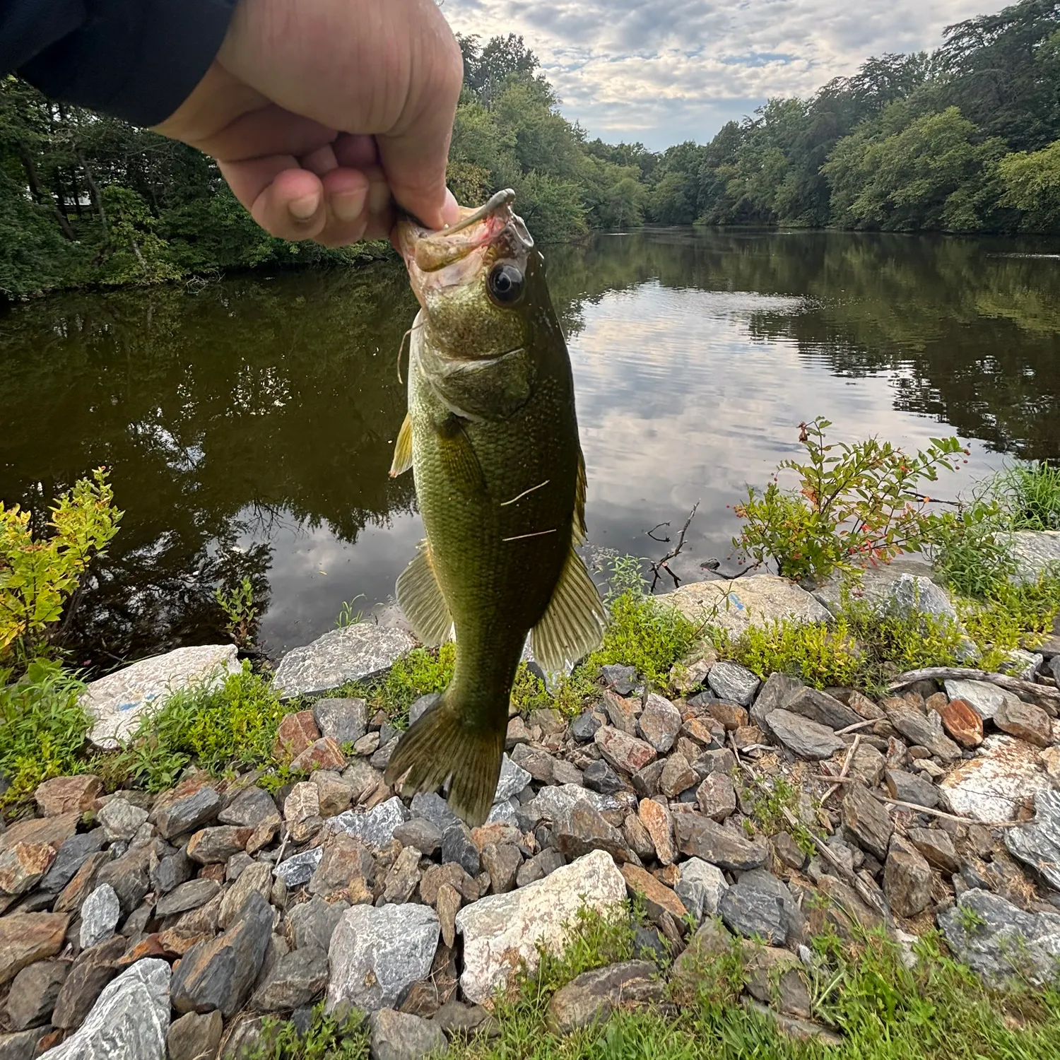 Largemouth bass caught on Fishbrain