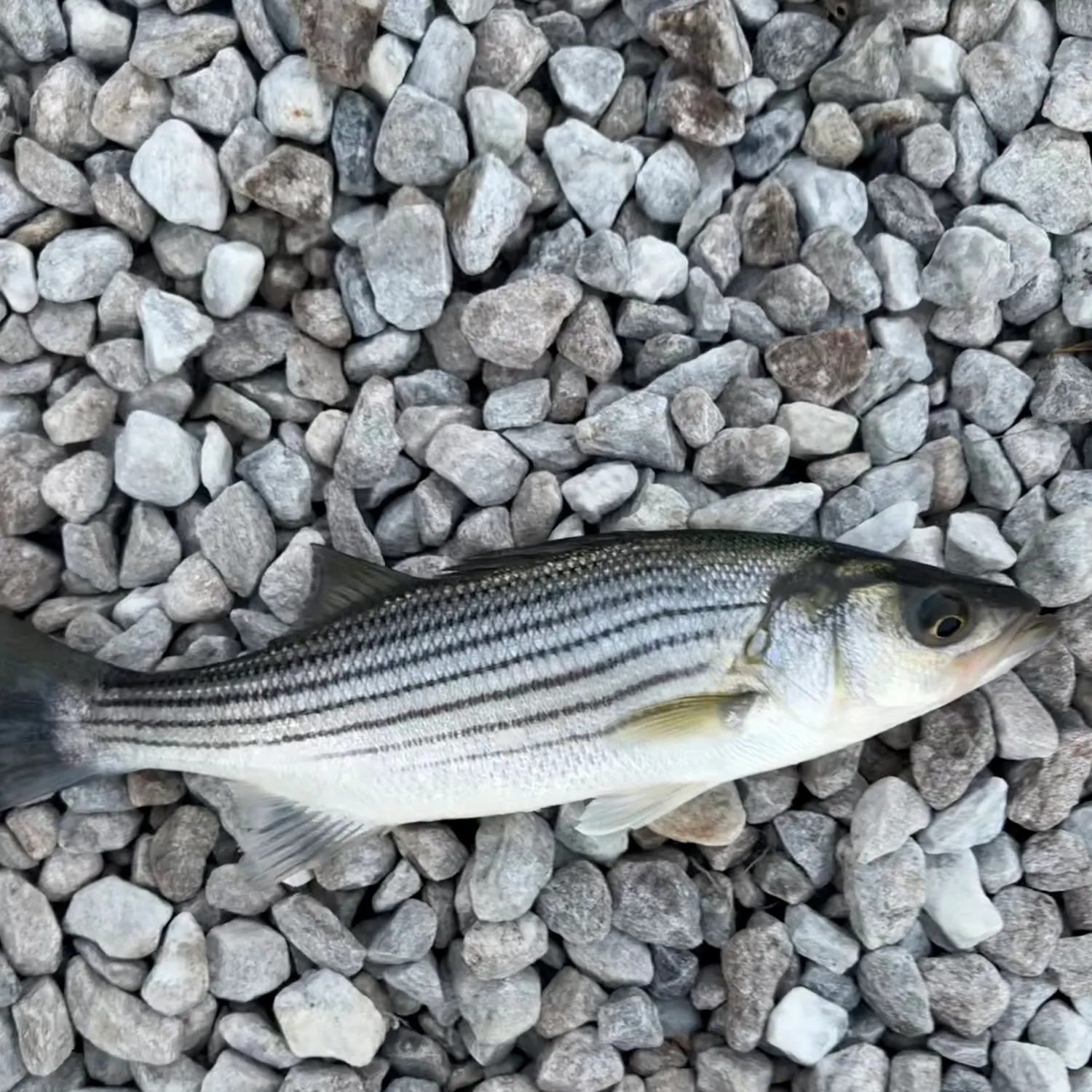 Striped bass caught on Fishbrain